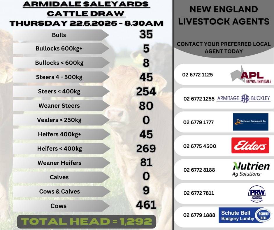 Armidale Cattle Sale- 8-30am, 22 May.jpg