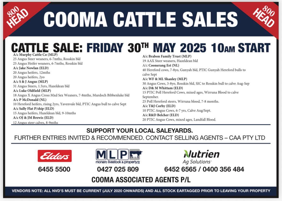 Cooma Store Cattle Sale.jpg