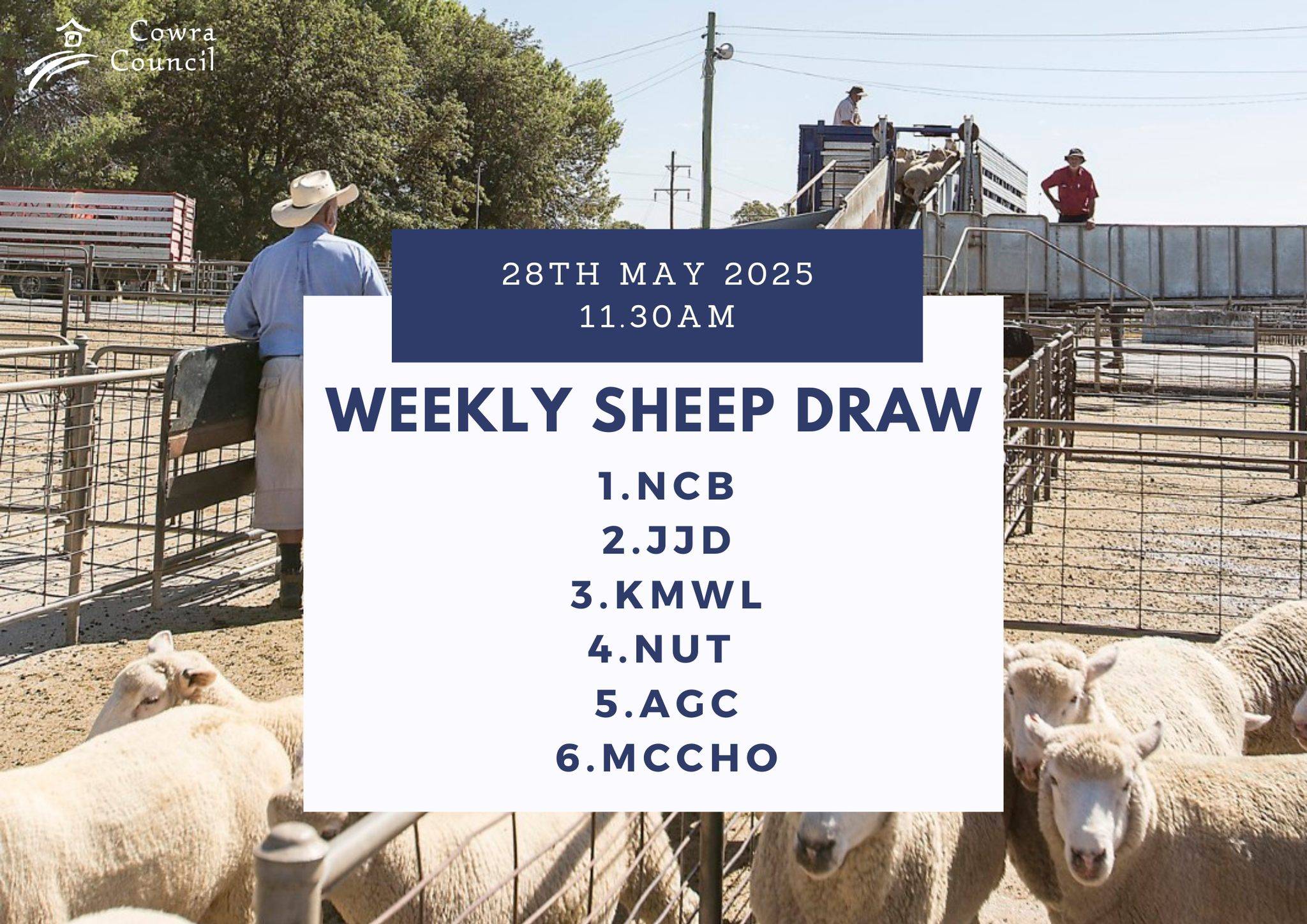 Cowra Sheep Sale.jpg
