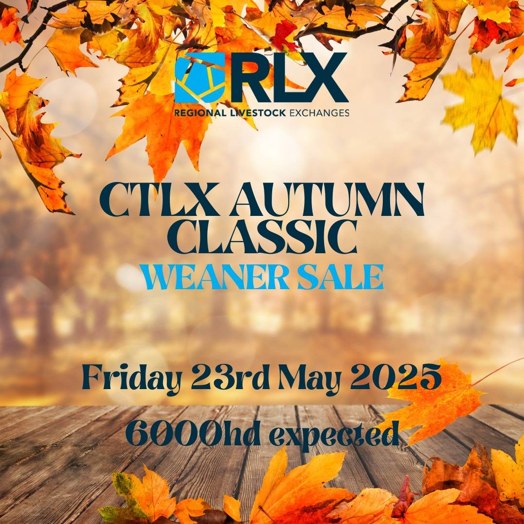 CTLX (Carcoar) Autum Classic Weaner Sale.jpg