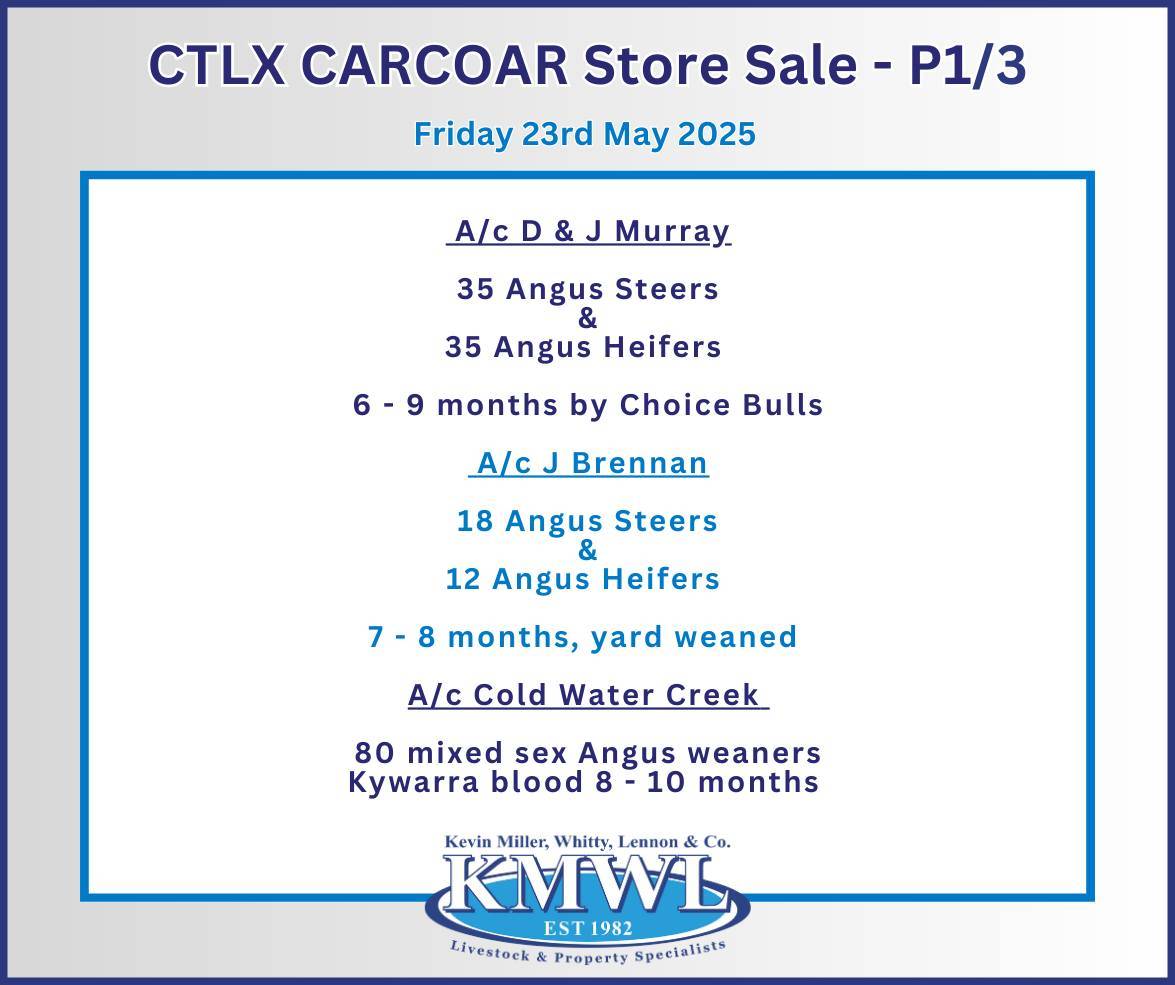 CTLX (Carcoar) Autumn Classic Weaner Sale KMWL 1.jpg