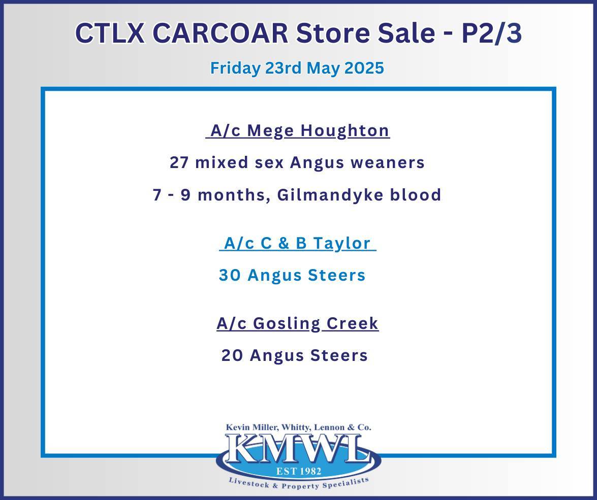 CTLX (Carcoar) Autumn Classic Weaner Sale KMWL 2.jpg