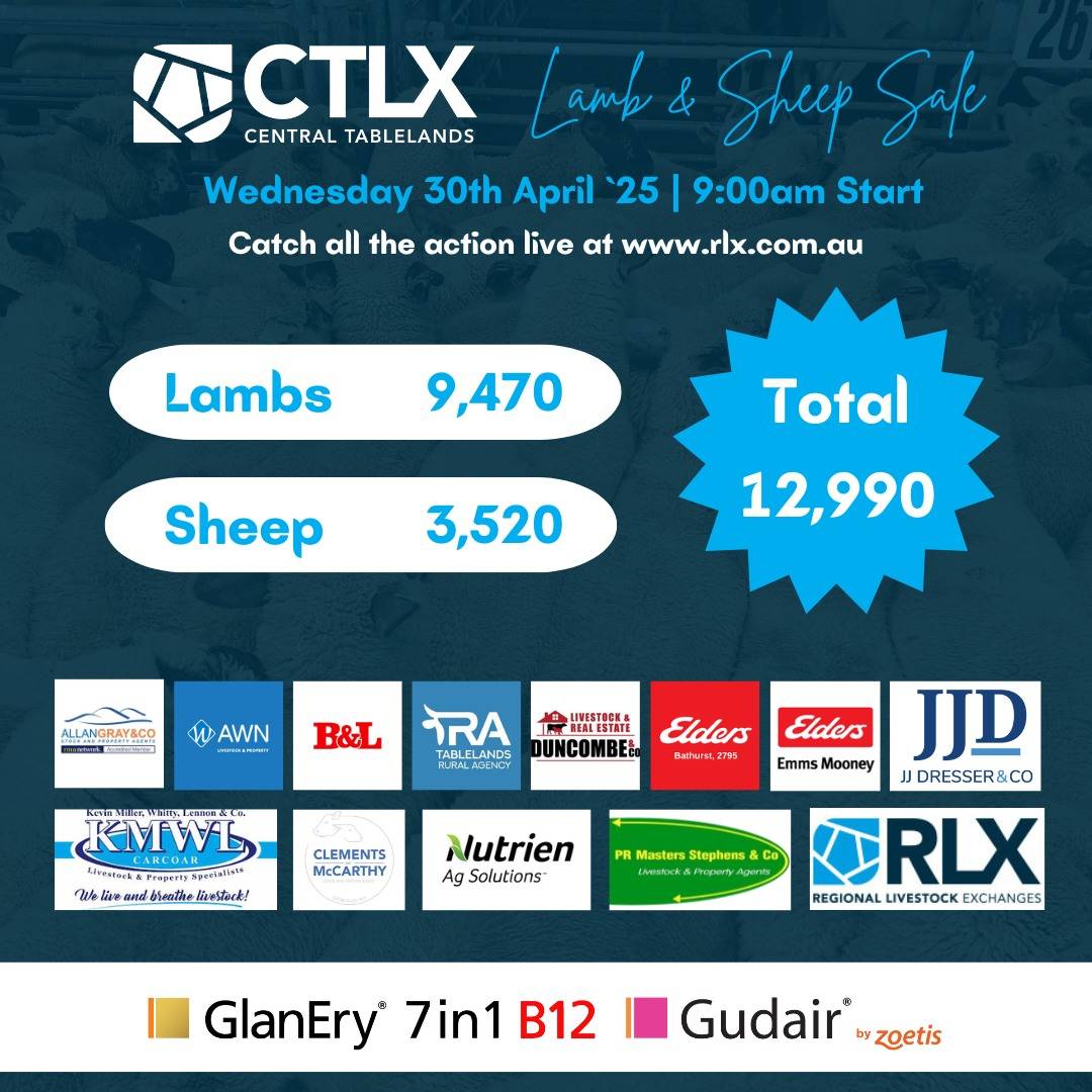 CTLX Carcoar Sheep and Lamb Sale.jpg