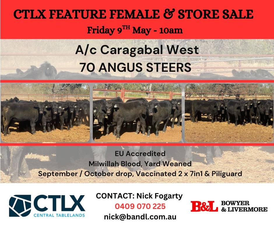 CTLX Female & Store Cattle Sale 2.jpg