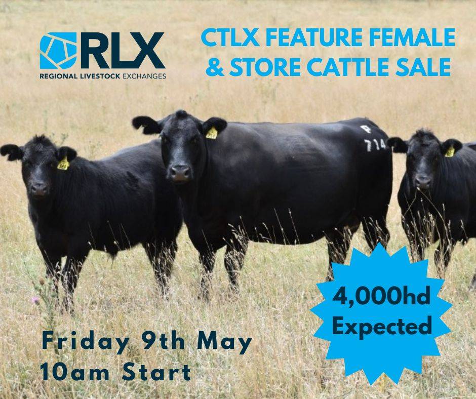CTLX Female & Store Cattle Sale.jpg