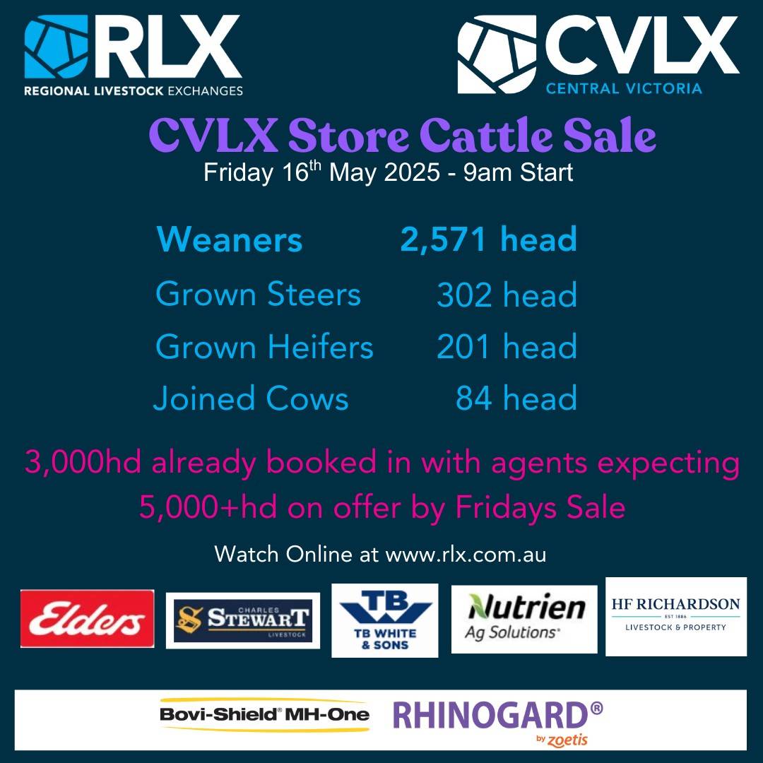 CVLX Store Cattle Sale.jpg