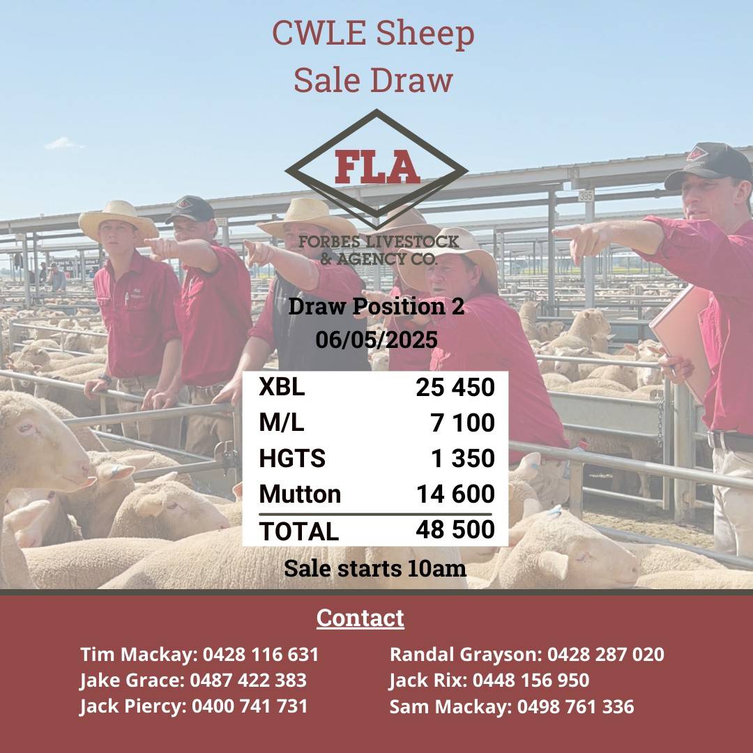 CWLE Forbes Sheep Sale 2.jpg