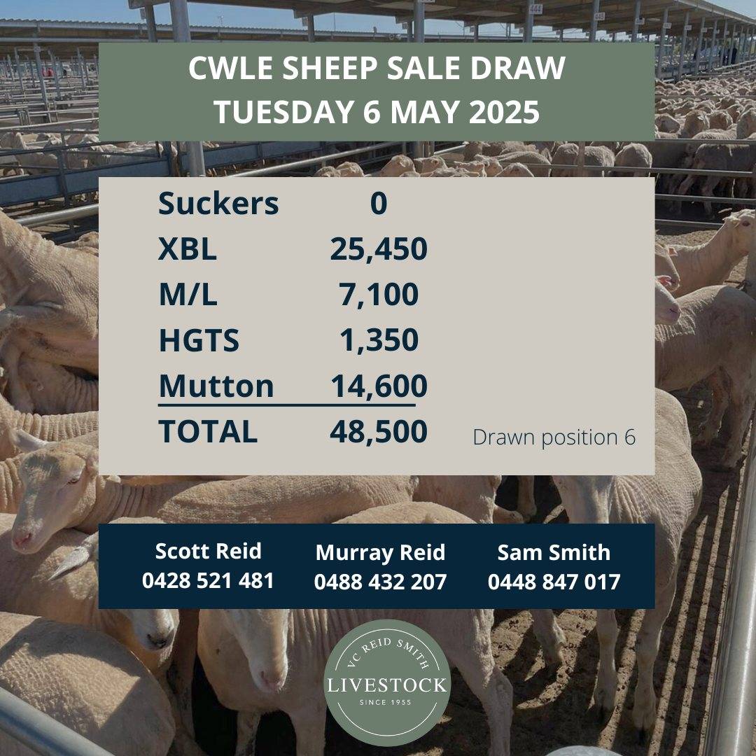 CWLE Forbes Sheep Sale.jpg