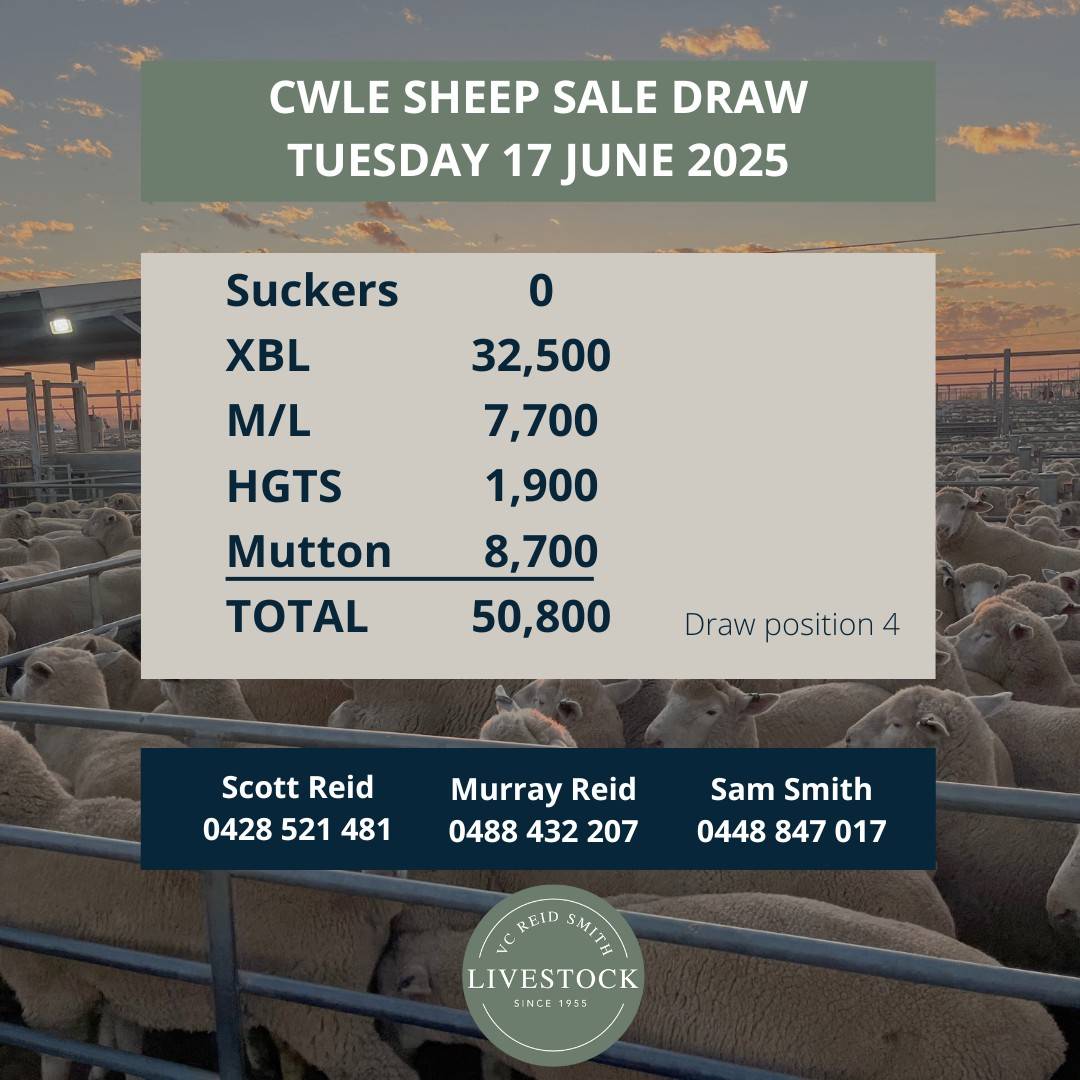 CWLE Sheep .jpg