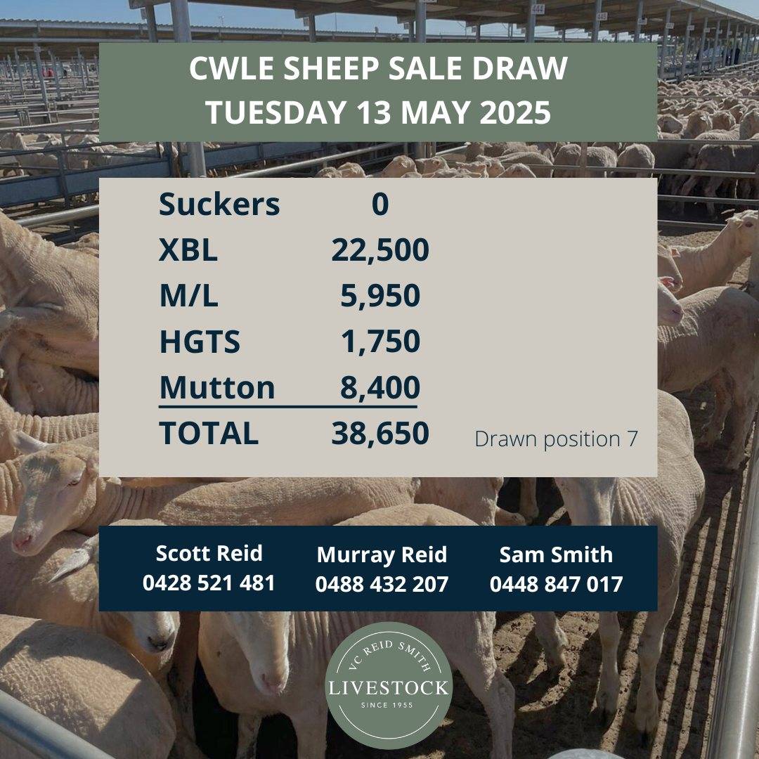 CWLE Sheep.jpg