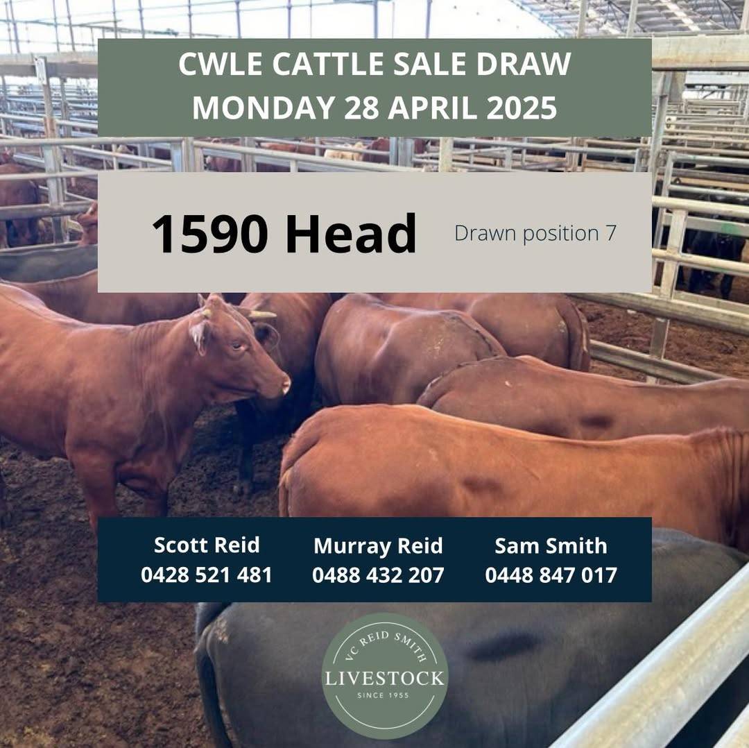 CWLE Store Cattle Sale.jpg