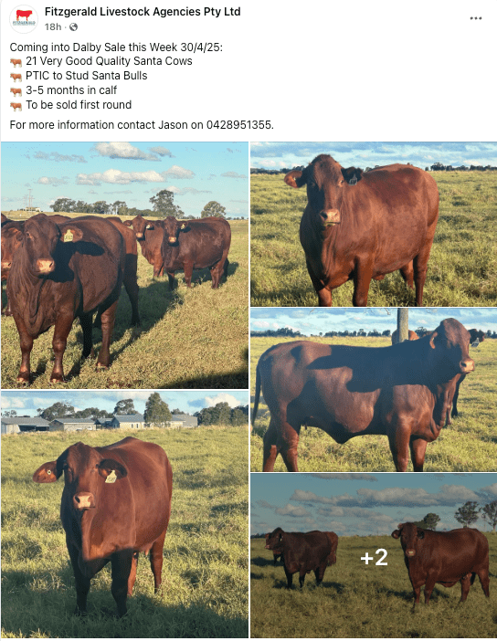 Dalby Fitzgerald Livestock.png