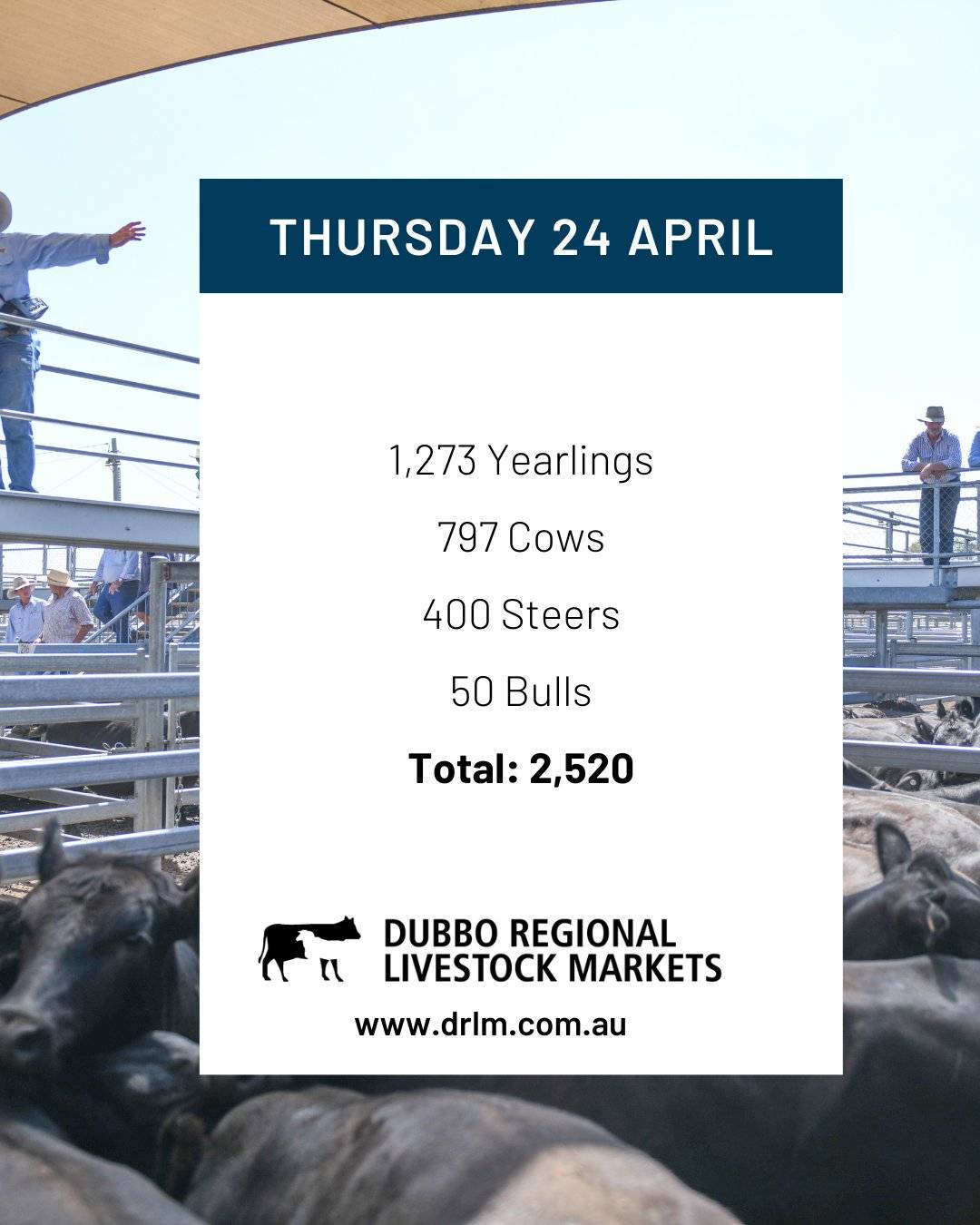 Dubbo Cattle Sale.jpg