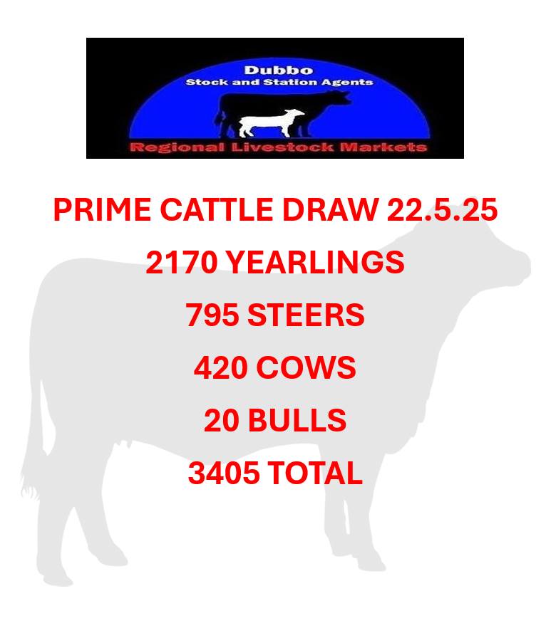 Dubbo Prime Cattle Sale 2.jpg