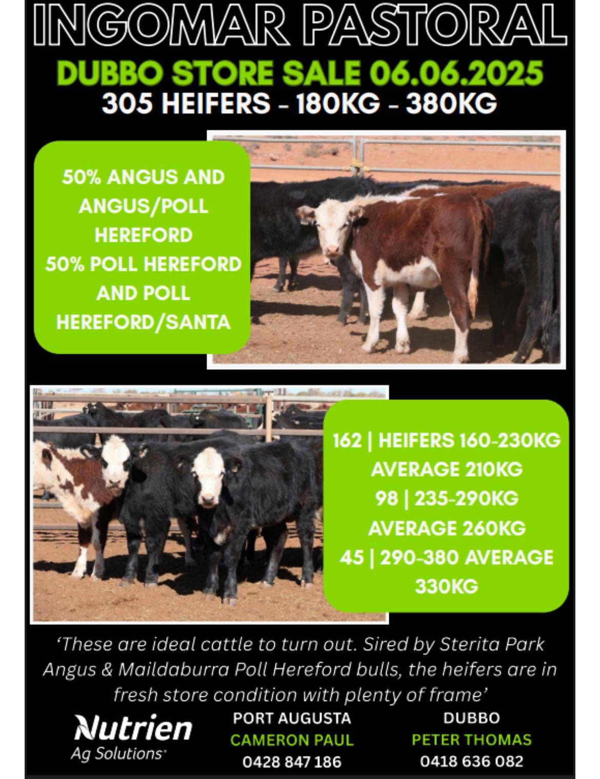 Dubbo Prime Cattle Sale 9.jpg