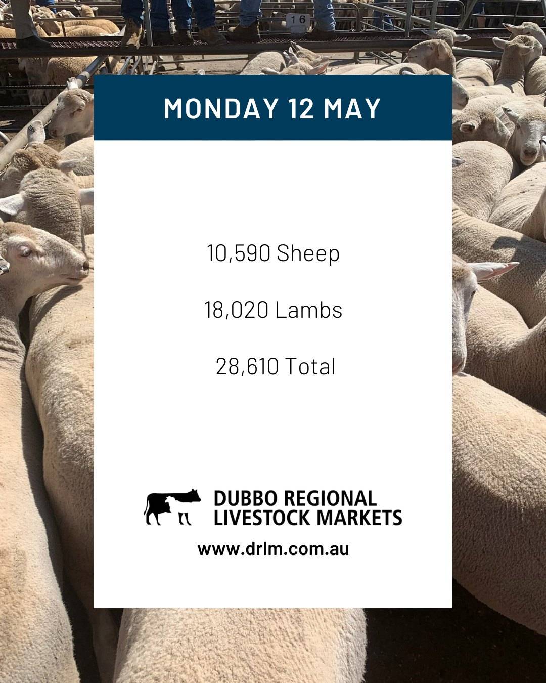 Dubbo Sheep Sale .jpg