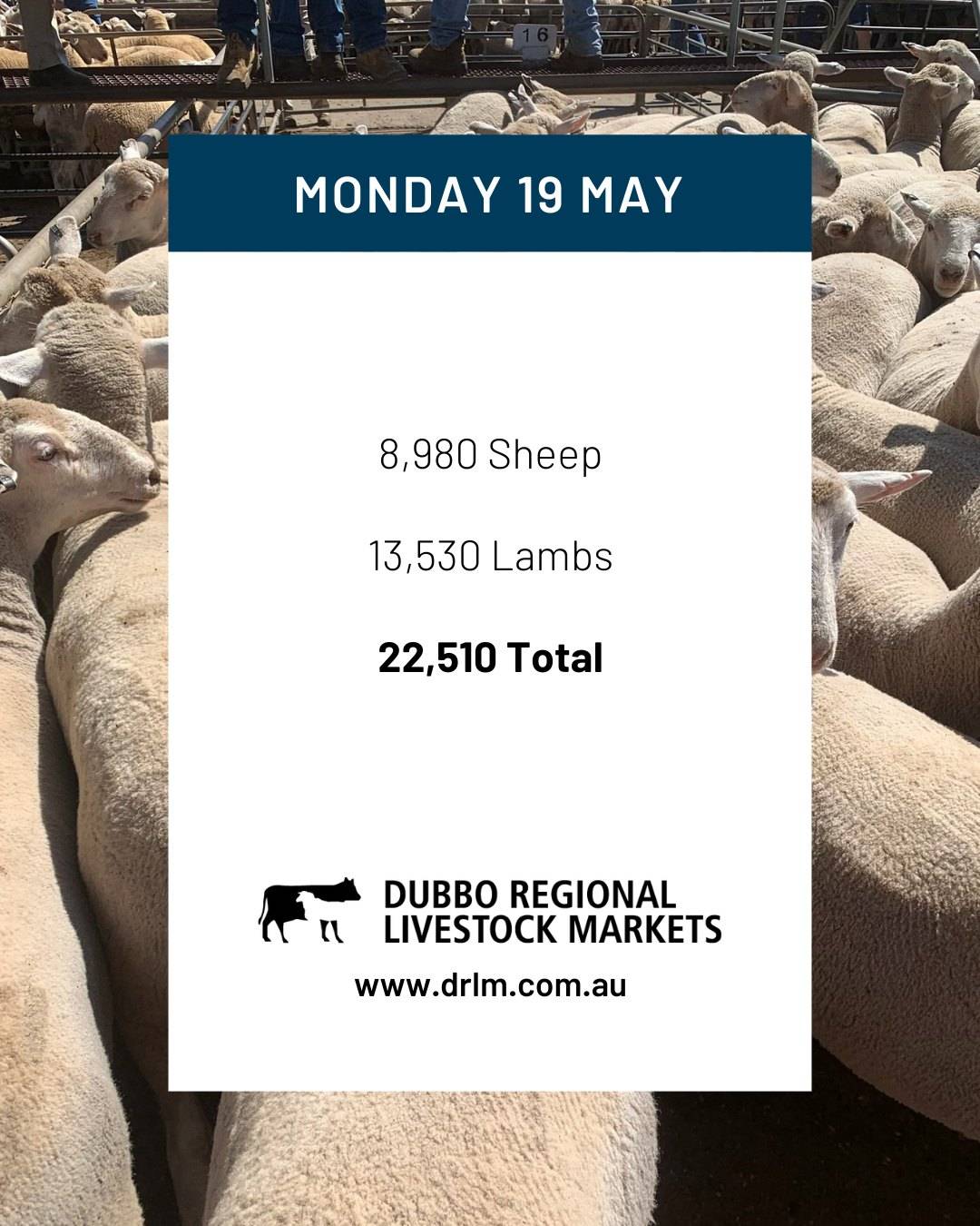 Dubbo Sheep Sale.jpg