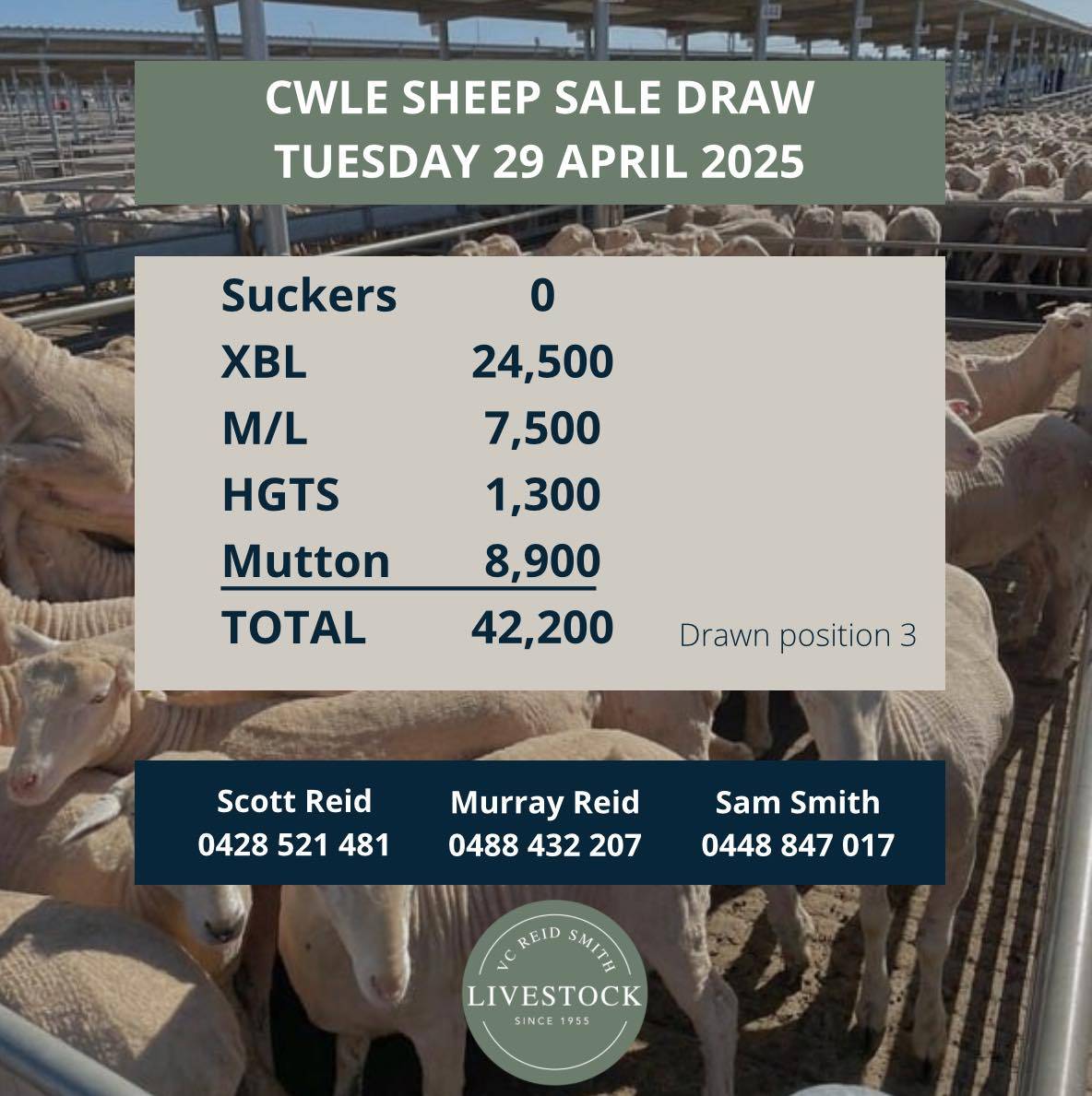 Forbes Sheep Sale Draw 1.jpg