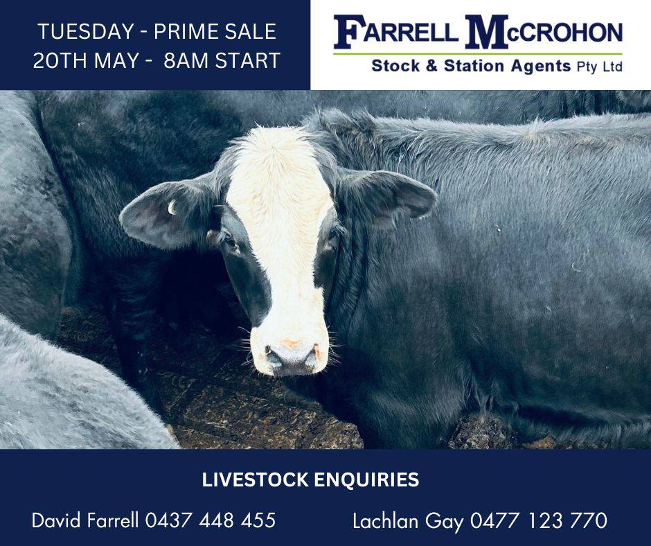 Grafton Cattle Sale 2.jpg