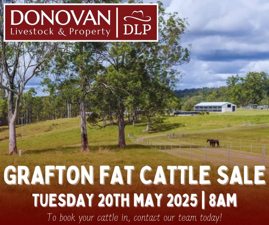 Grafton Cattle Sale.jpg