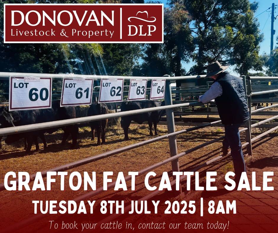 Grafton Fat Cattle Sale.jpg