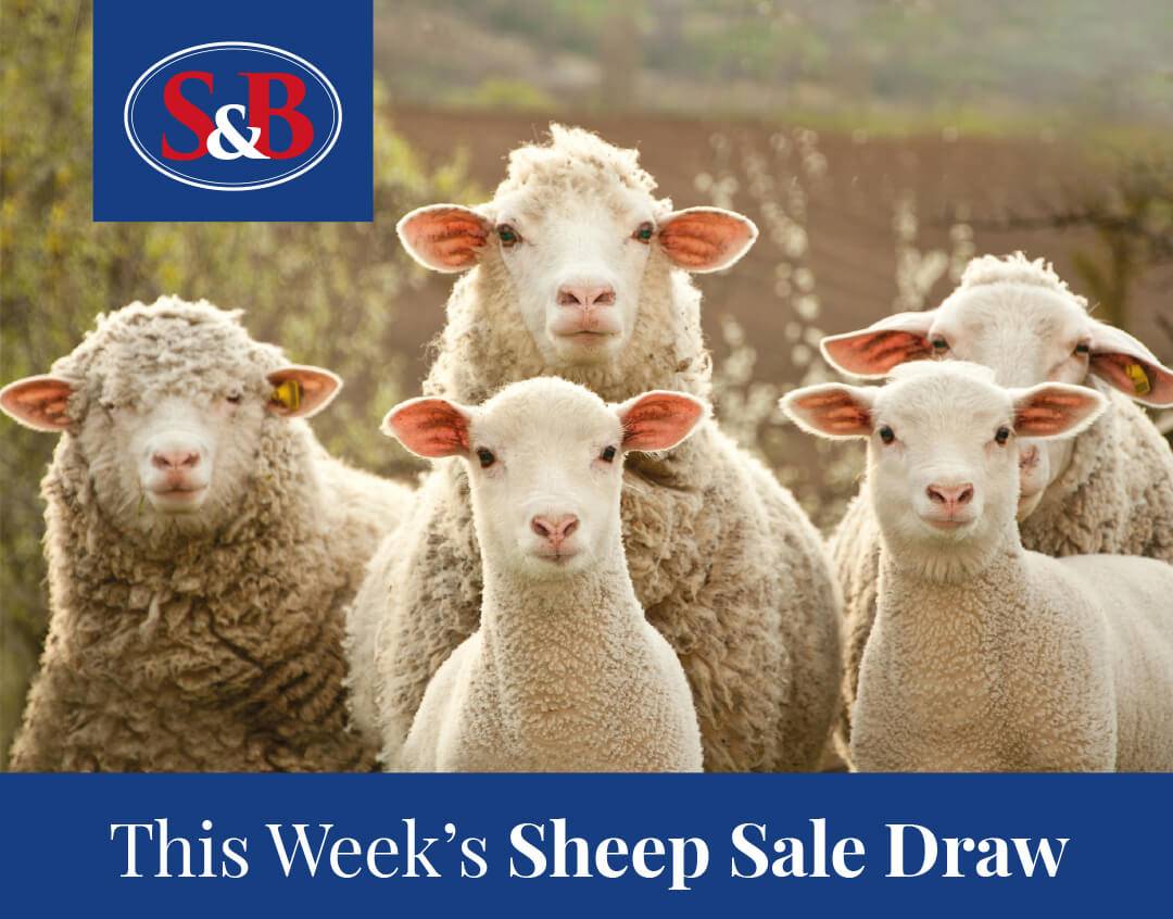 Griffith Lamb and Sheep Sale.jpg