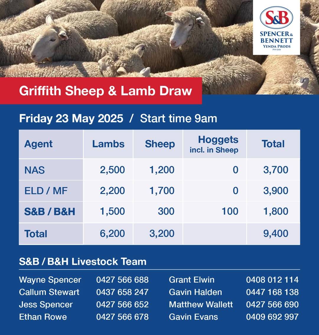 Griffith Sheep & Lamb Sale..jpg