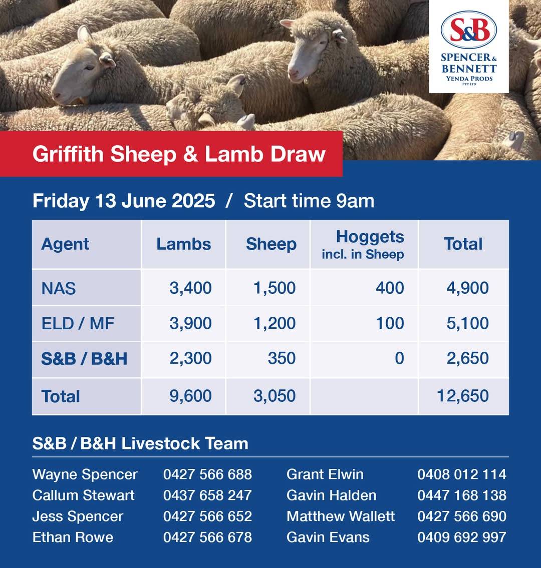 Griffith Sheep Sale.jpg