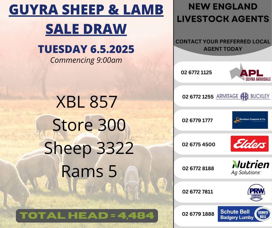 Guyra Sheep & Lamb Sale.jpg