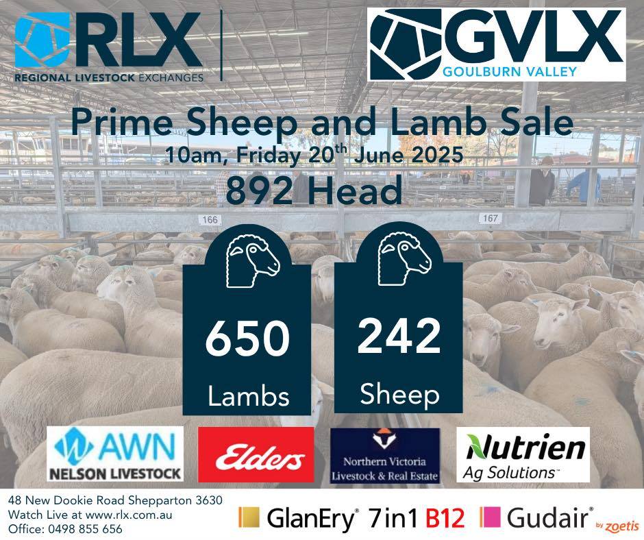 GVLX Sheep & Lamb.jpg