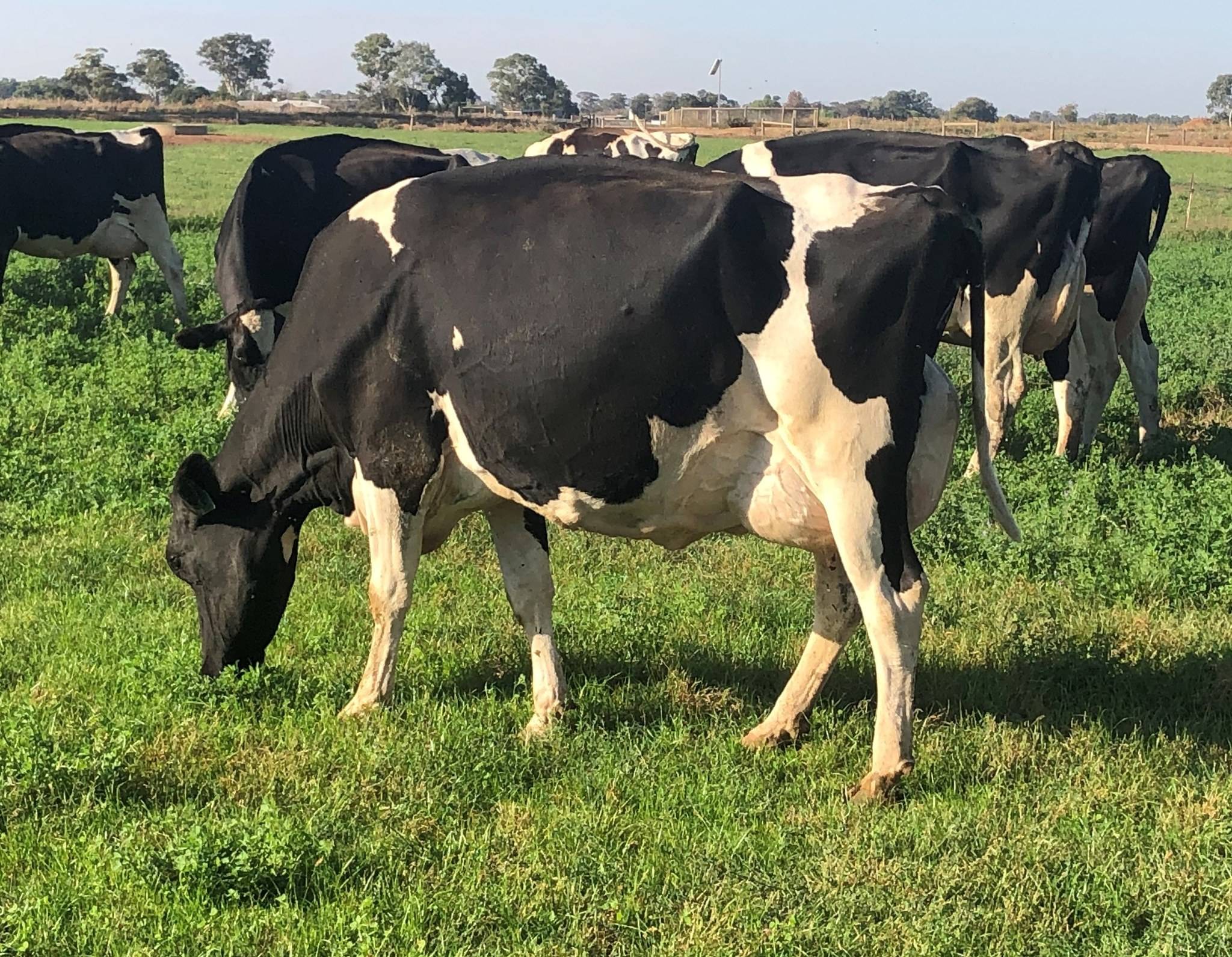 GVLX (Shepparton) Meyview Autumn Calved Holstein Dispersal Sale 9.jpg