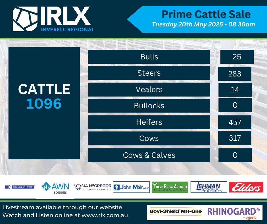IRLX (Inverell) Prime Cattle Sale.jpg