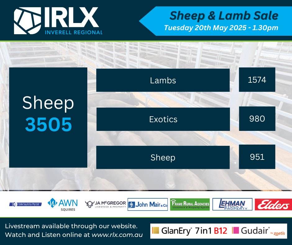 IRLX (Inverell) Sheep & Lamb-1-30pm, 20 May. Est 3,500 hd.jpg