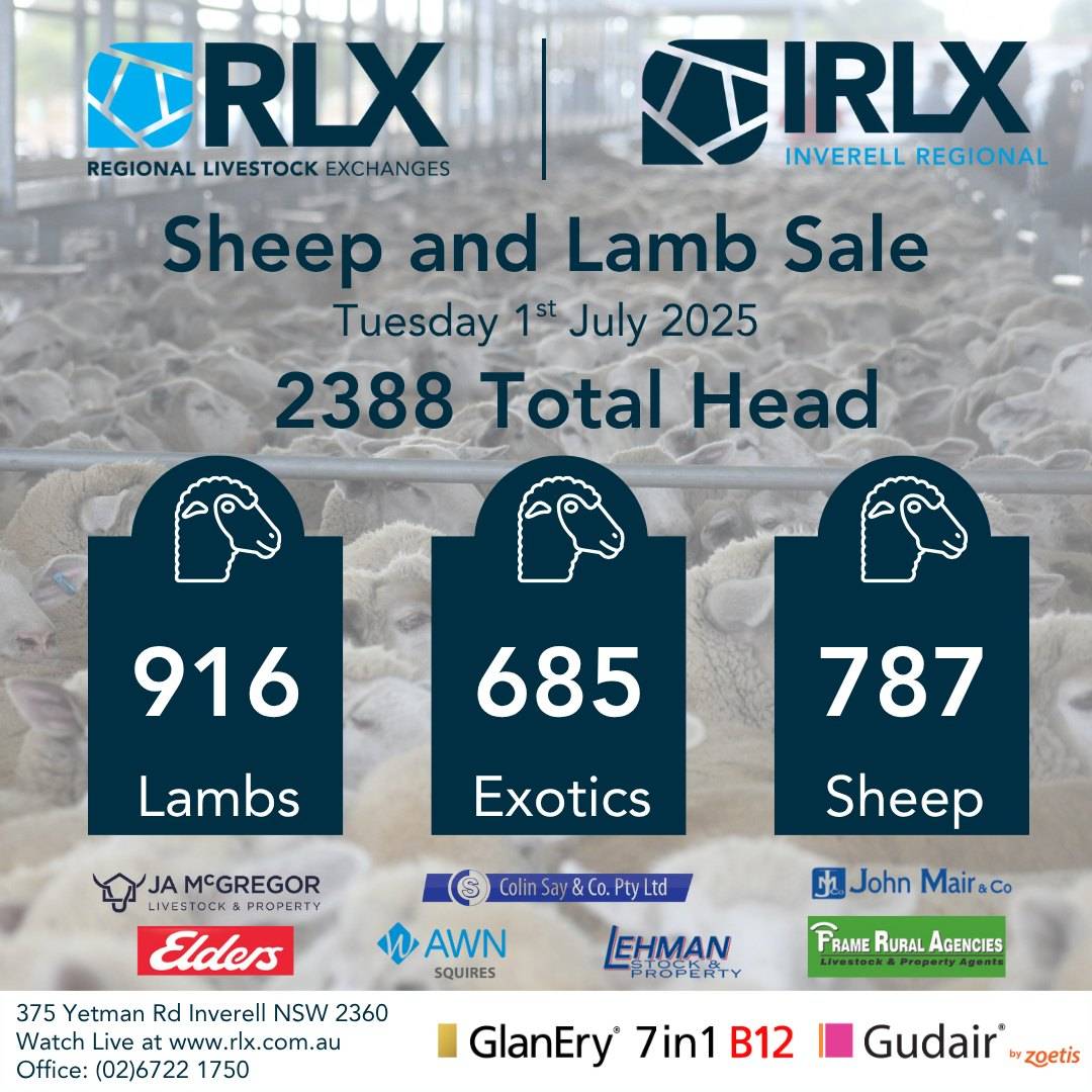 IRLX Sheep and Lamb Sale.jpg