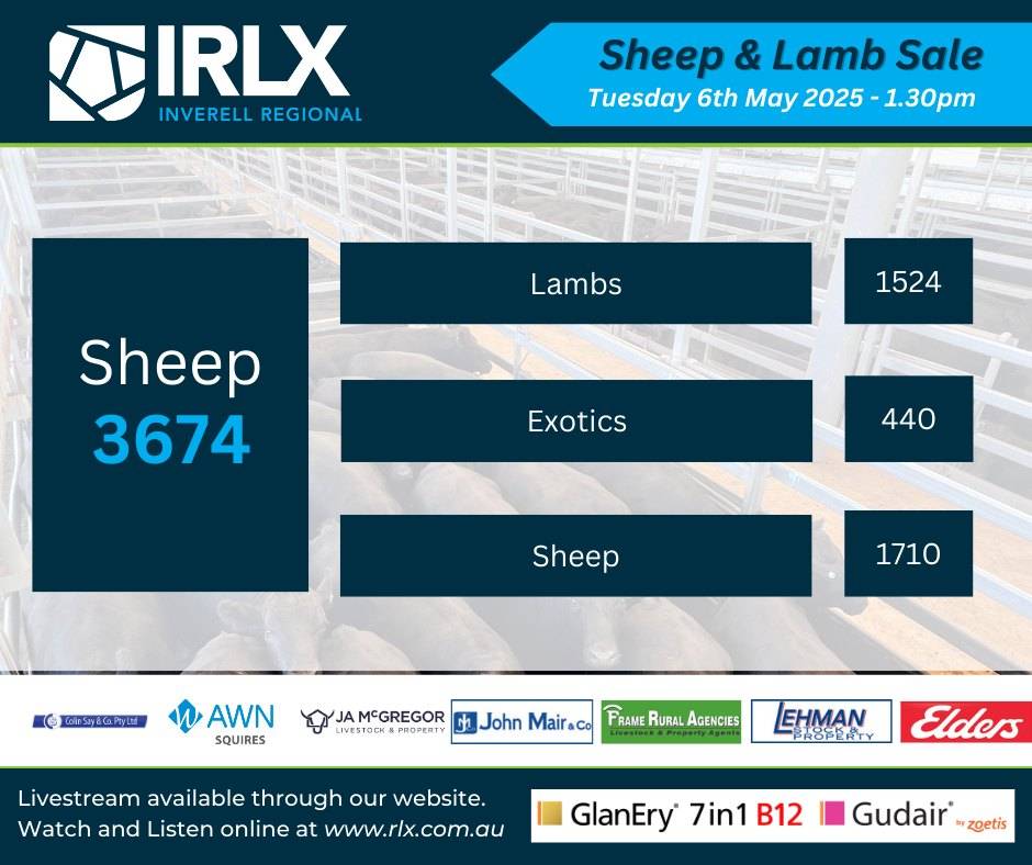 IRLX Sheep & Lamb Sale.jpg