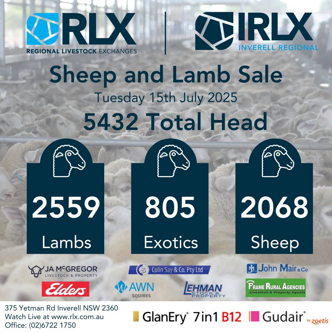 IRLX Sheep Sale.jpg