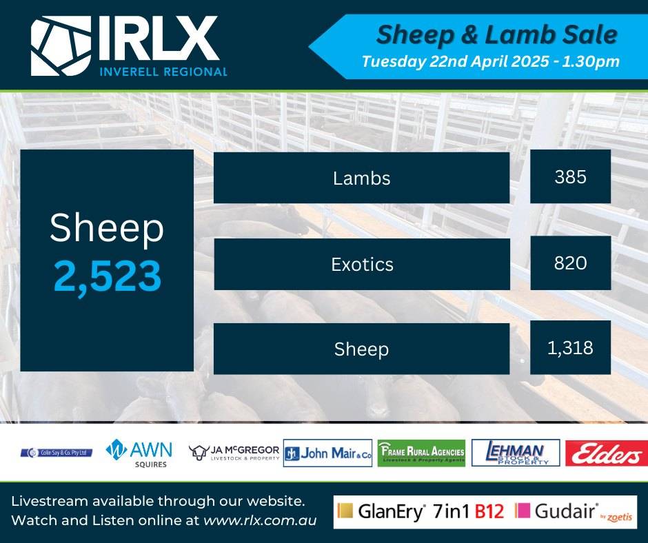 IRLX Sheep Sale.jpg