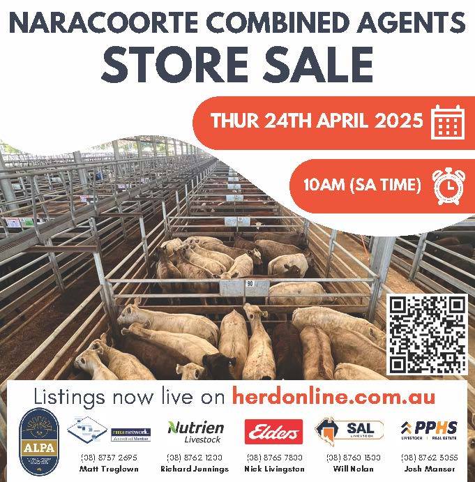 Naracoorte Store Cattle Sale.jpg