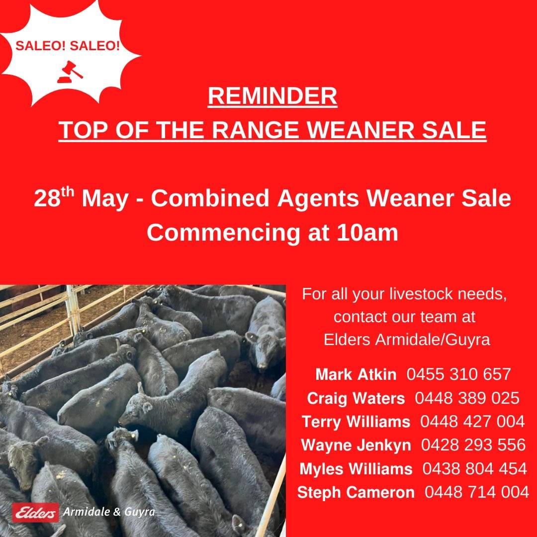 New England Livestock Agents Weaner Sale 2.jpg