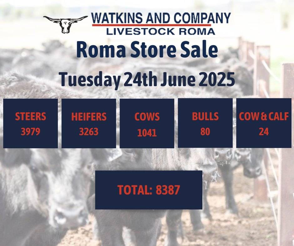 Roma Cattle Sale 2.jpg