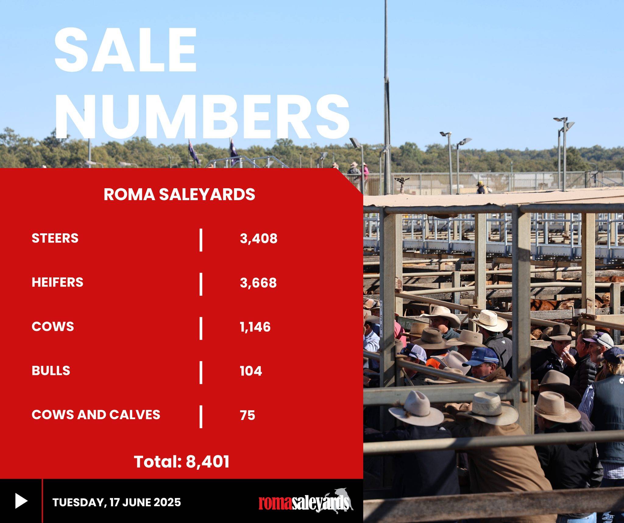 Roma Cattle Sale.jpg