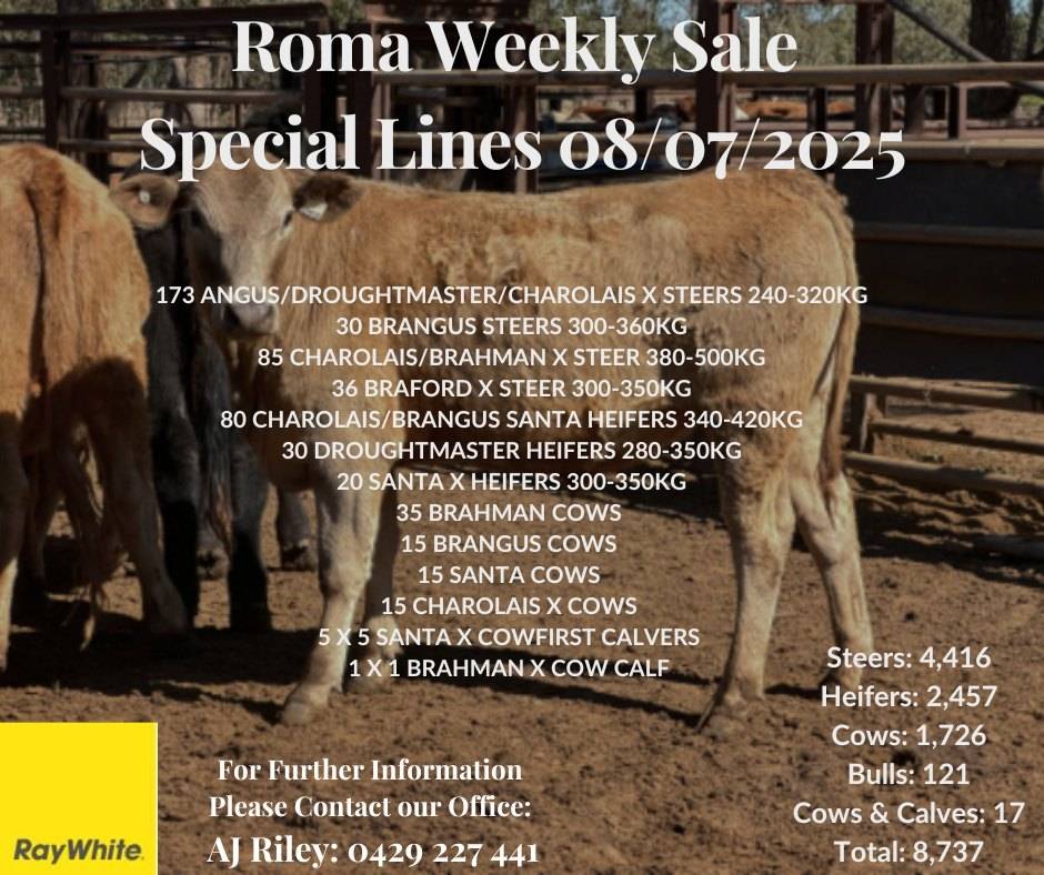 Roma Cattle sale.jpg