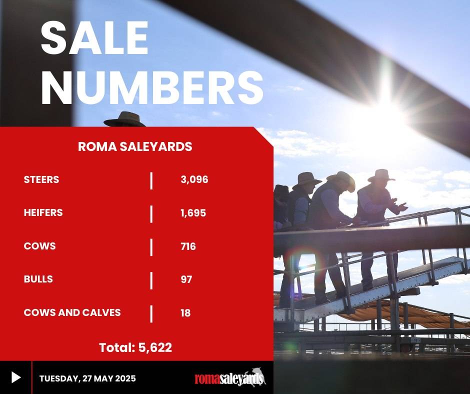Roma Cattle Sale.jpg