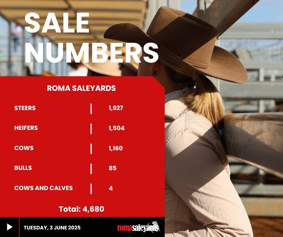 Roma Cattle Sale.jpg