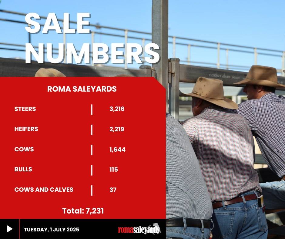 Roma Saleyards .jpg