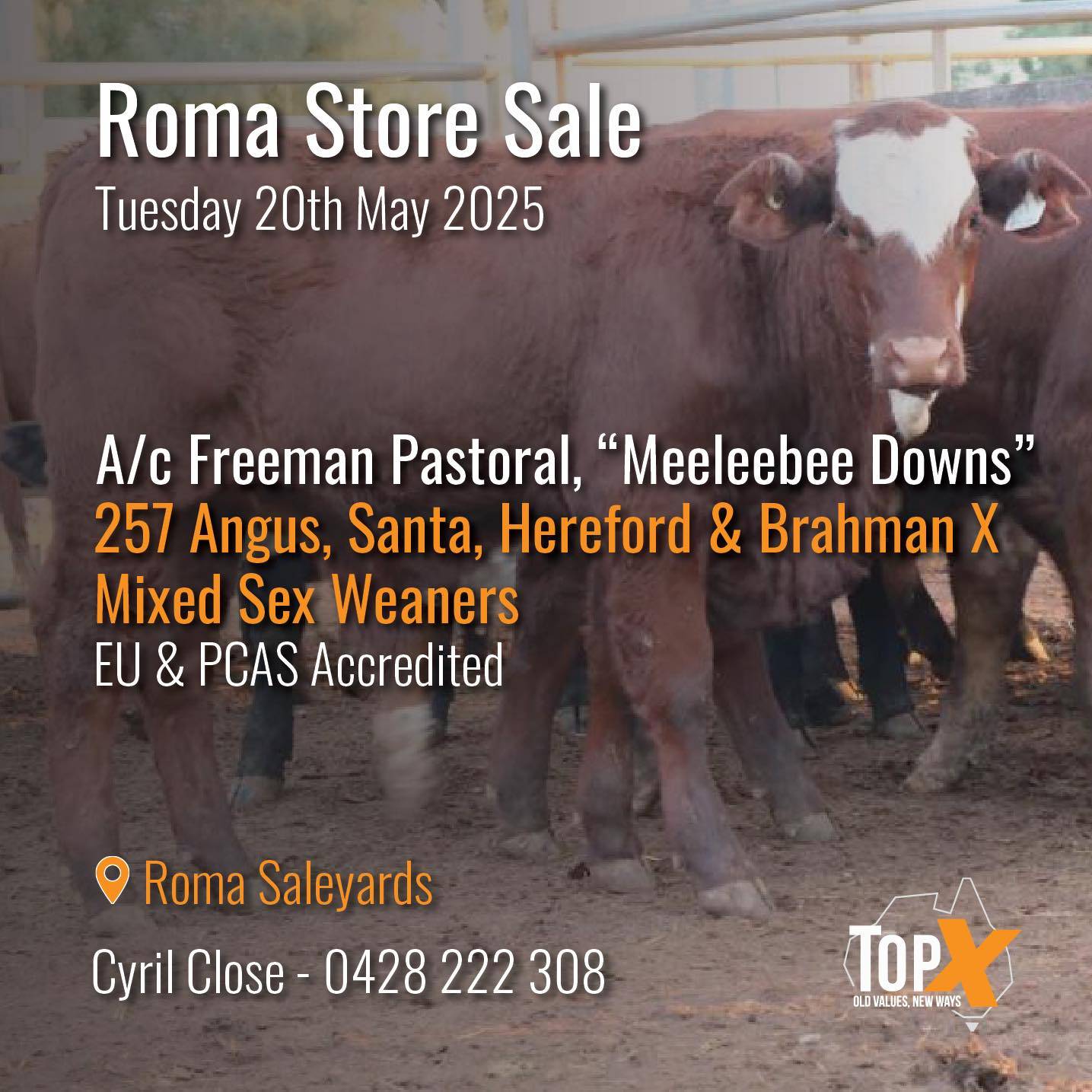 Roma Store Cattle- 8am, 20 May 7.jpg