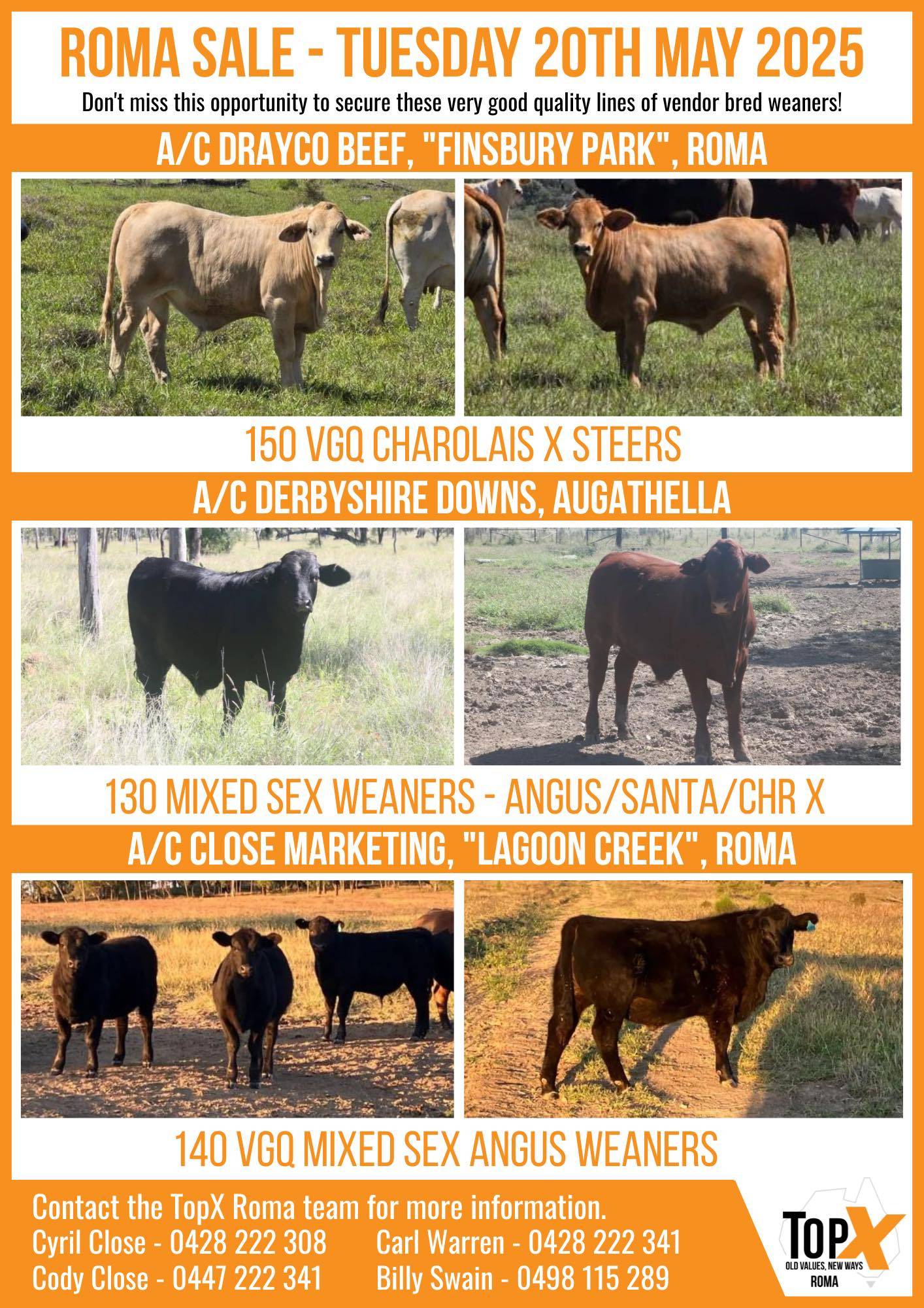 Roma Store Cattle- 8am, 20 May 8.jpg