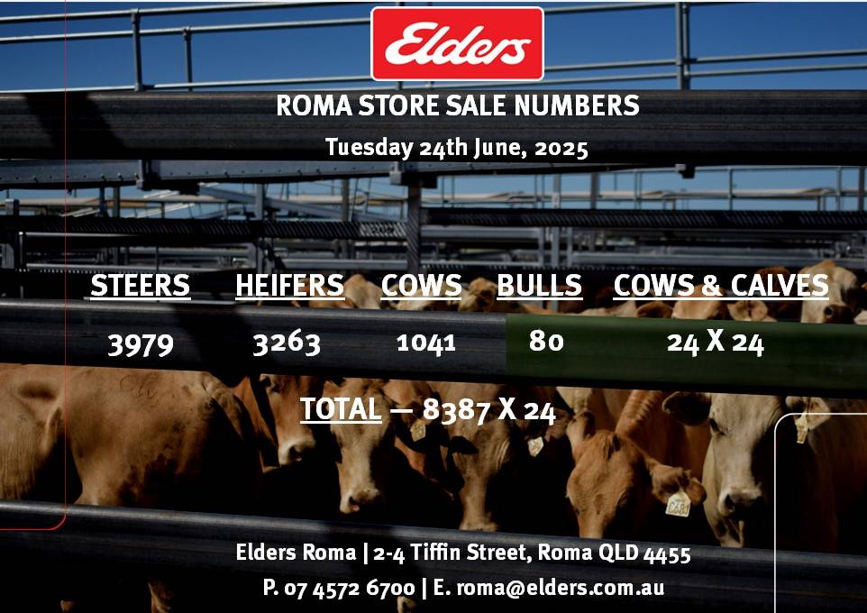 Roma Store Cattle Sale 12.jpg