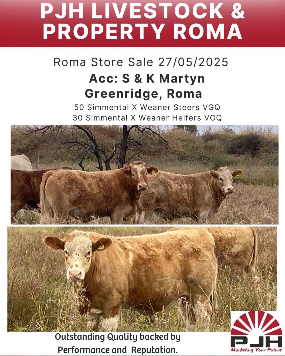 Roma Store Cattle Sale  2.jpg