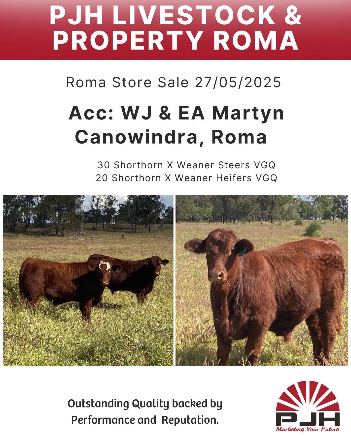 Roma Store Cattle Sale  3.jpg